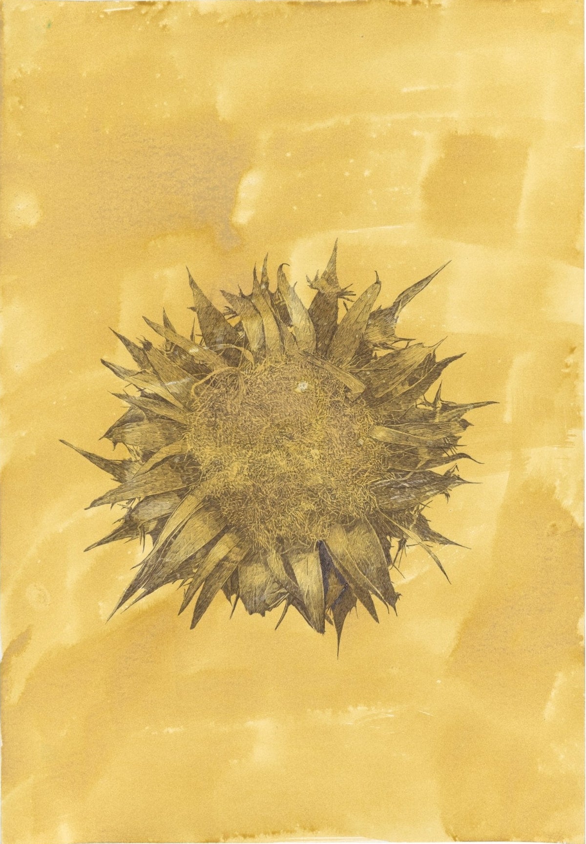 Meçhul bitkiler No.2